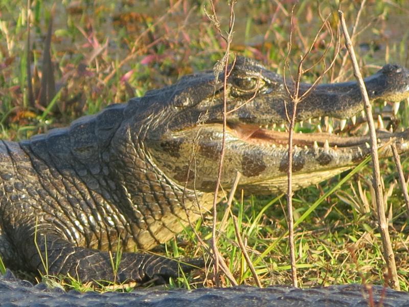 Un yacaré mirando atento: si lo llamabas cocodrilo o caimán, te comía