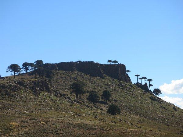 Unos pehuenes cerca de una montaña con forma rara, camino a Villa Pehuenia