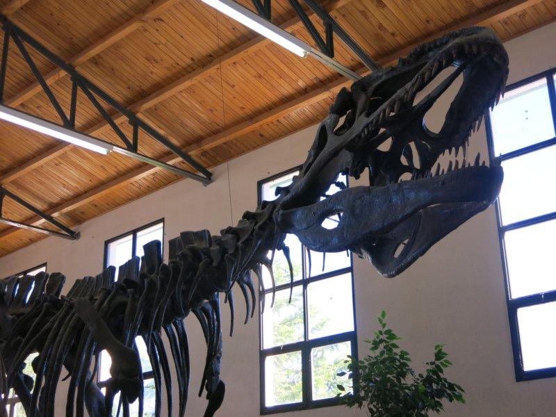 Dinosaurio reconstruido, en el museo.