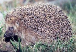Hoary Hedgehog