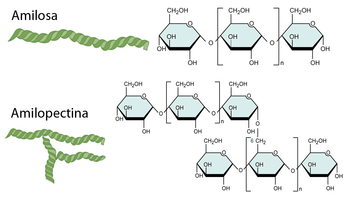Estructuras de la amilosa y amilopectina que forman el almidón
