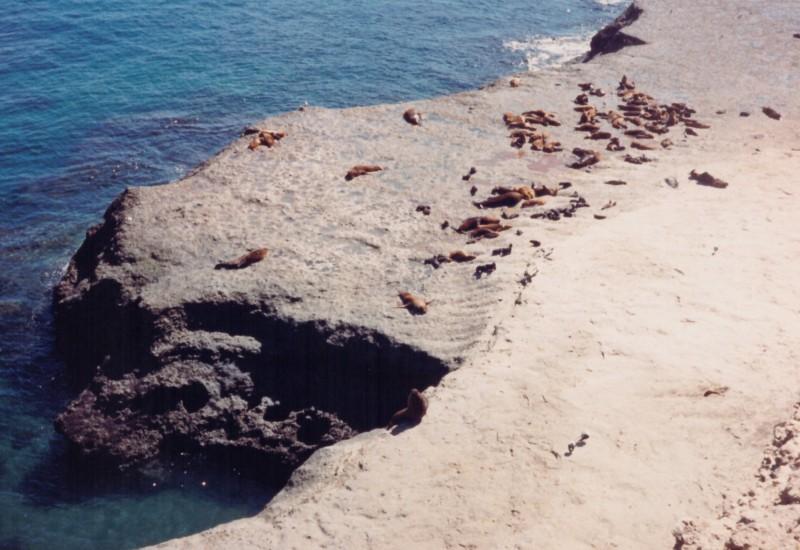 Lobos marinos en la Península Valdés